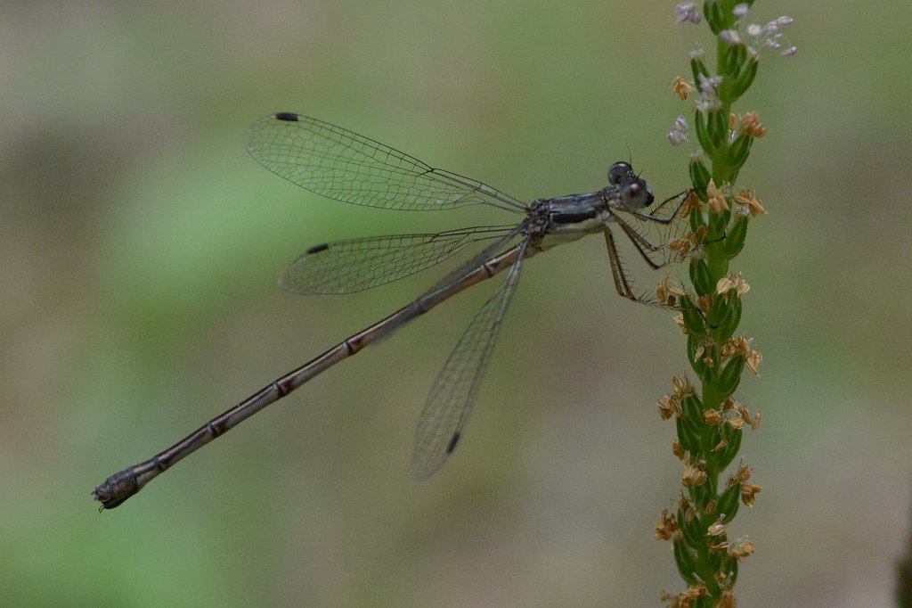 106 2015-07244391 Oxbow NWR, MA.JPG - Sweetflag Spreadwing (f). Oxbow National Wildlife Refuge, MA, 7-24-2015